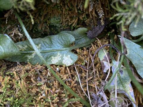 Phytoliriomyza felti (Malloch 1914) resmi