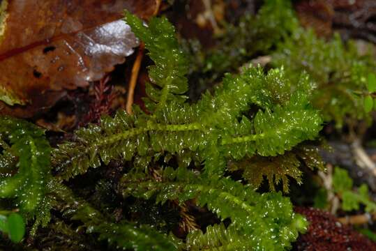 Image of Schistochila nobilis (Hook.) Trevis.