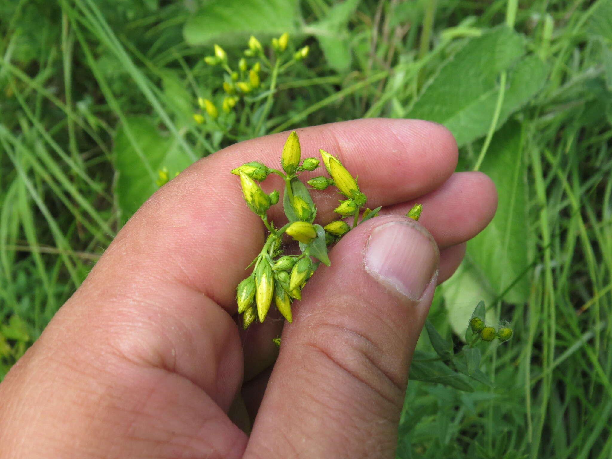 Image of Hypericum elegans Steph. ex Willd.