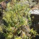 صورة Bupleurum salicifolium subsp. salicifolium