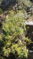 صورة Bupleurum salicifolium subsp. salicifolium