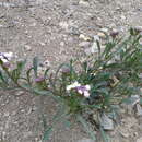 Image of candytuft