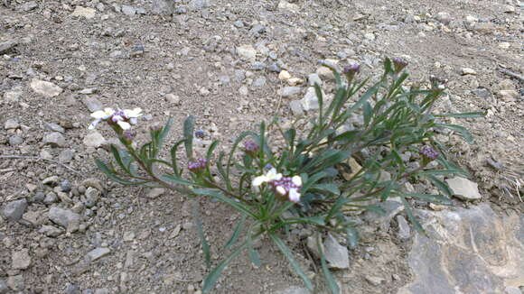 Image of candytuft