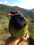 Image de Cotinga barré