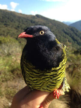 Image of Barred Fruiteater