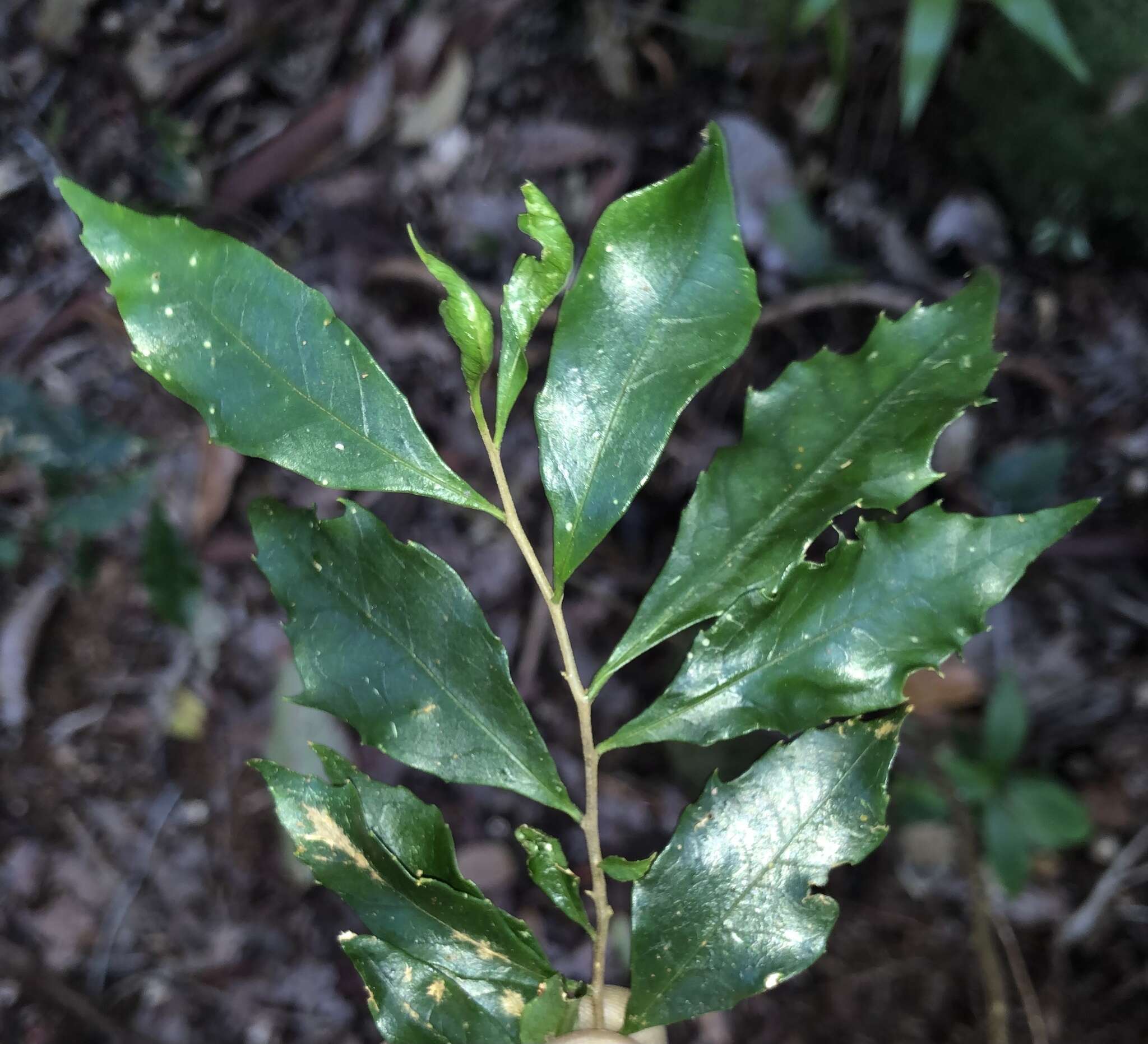 Image of Symplocos baeuerlenii R. T. Baker