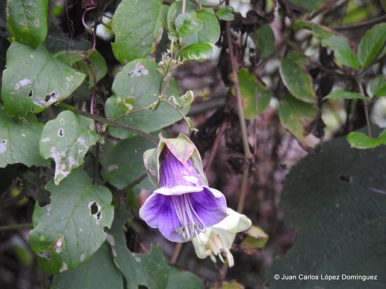 Image of Cobaea paneroi L. A. Prather