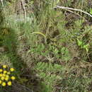 Image of Chaerophyllum coloratum L.