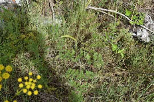 Image of Chaerophyllum coloratum L.