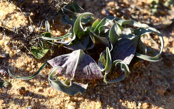 Image of Androcymbium circinatum Baker