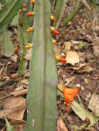 Image of Pfeiffera monacantha (Griseb.) P. V. Heath