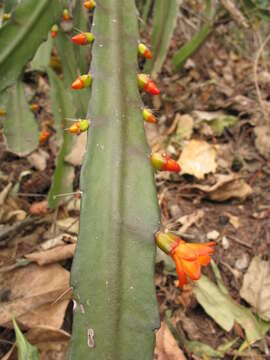 Imagem de Pfeiffera monacantha (Griseb.) P. V. Heath