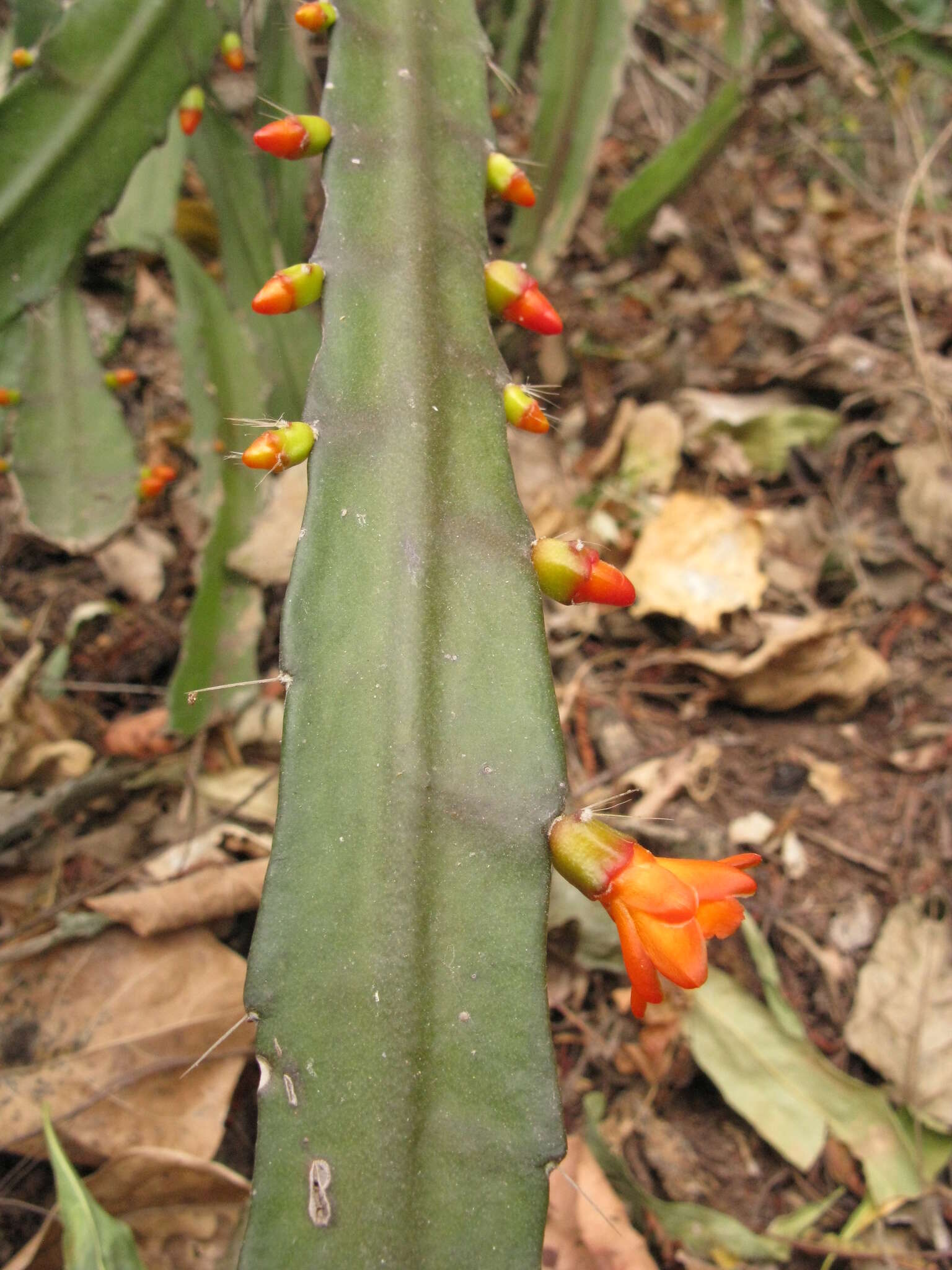 Image of Pfeiffera monacantha (Griseb.) P. V. Heath