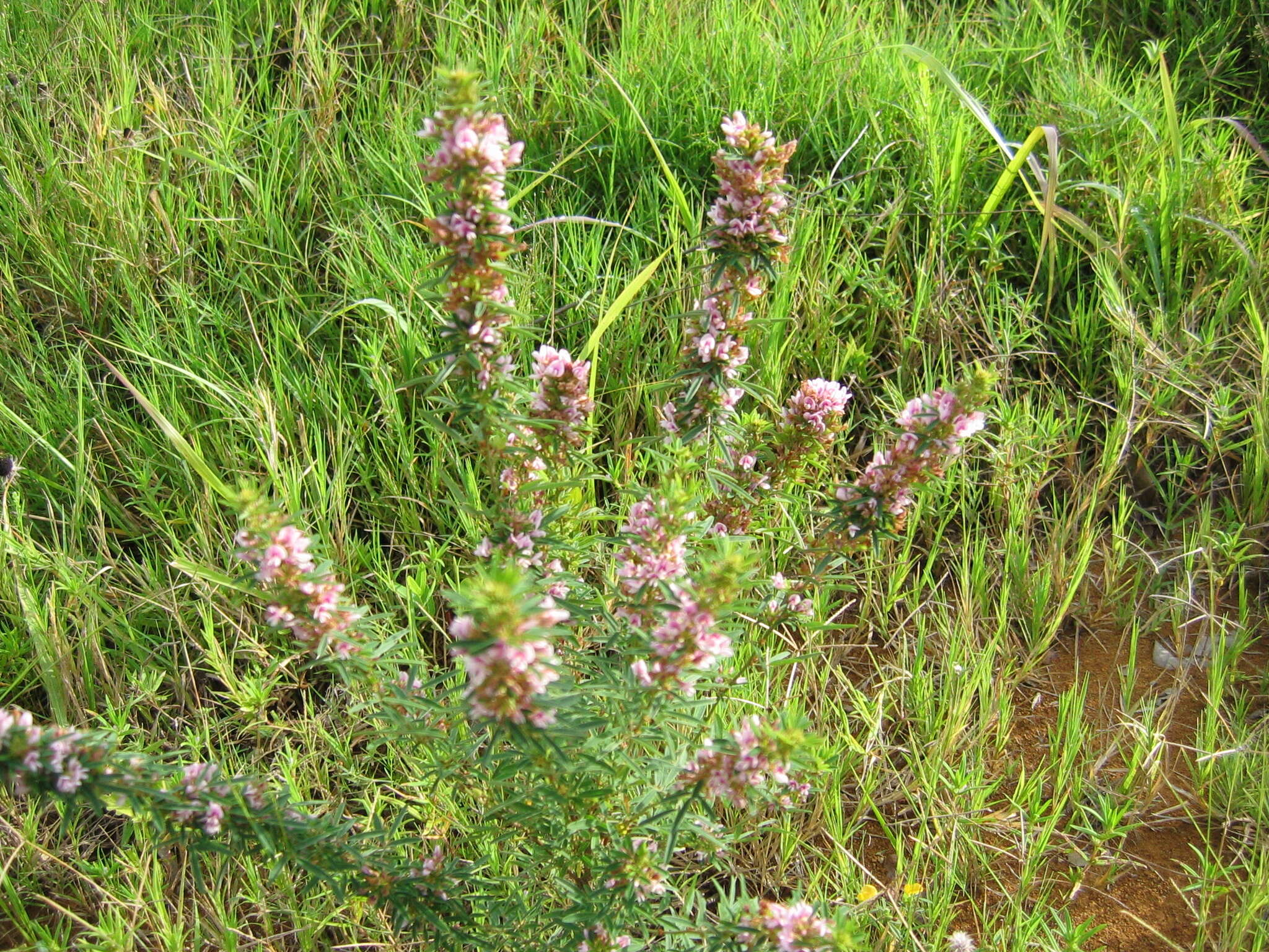 Lespedeza virginica (L.) Britton的圖片