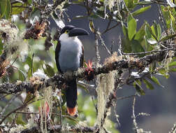 Image of Black-billed Mountain Toucan