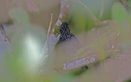 Image of Lined Antshrike