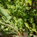 Image of Rumex lativalvis Meisn.