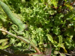 Image of Rumex lativalvis Meisn.