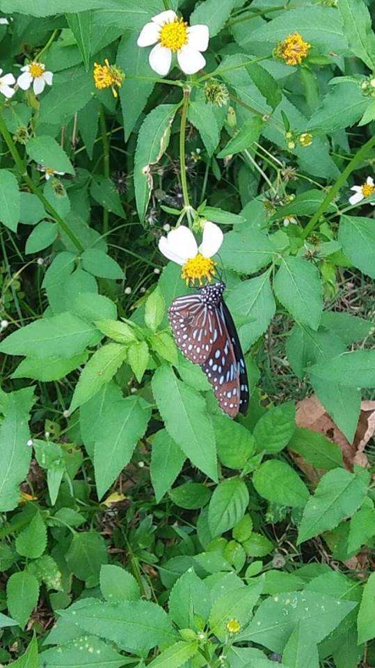 Image of <i>Tirumala septentrionis</i>