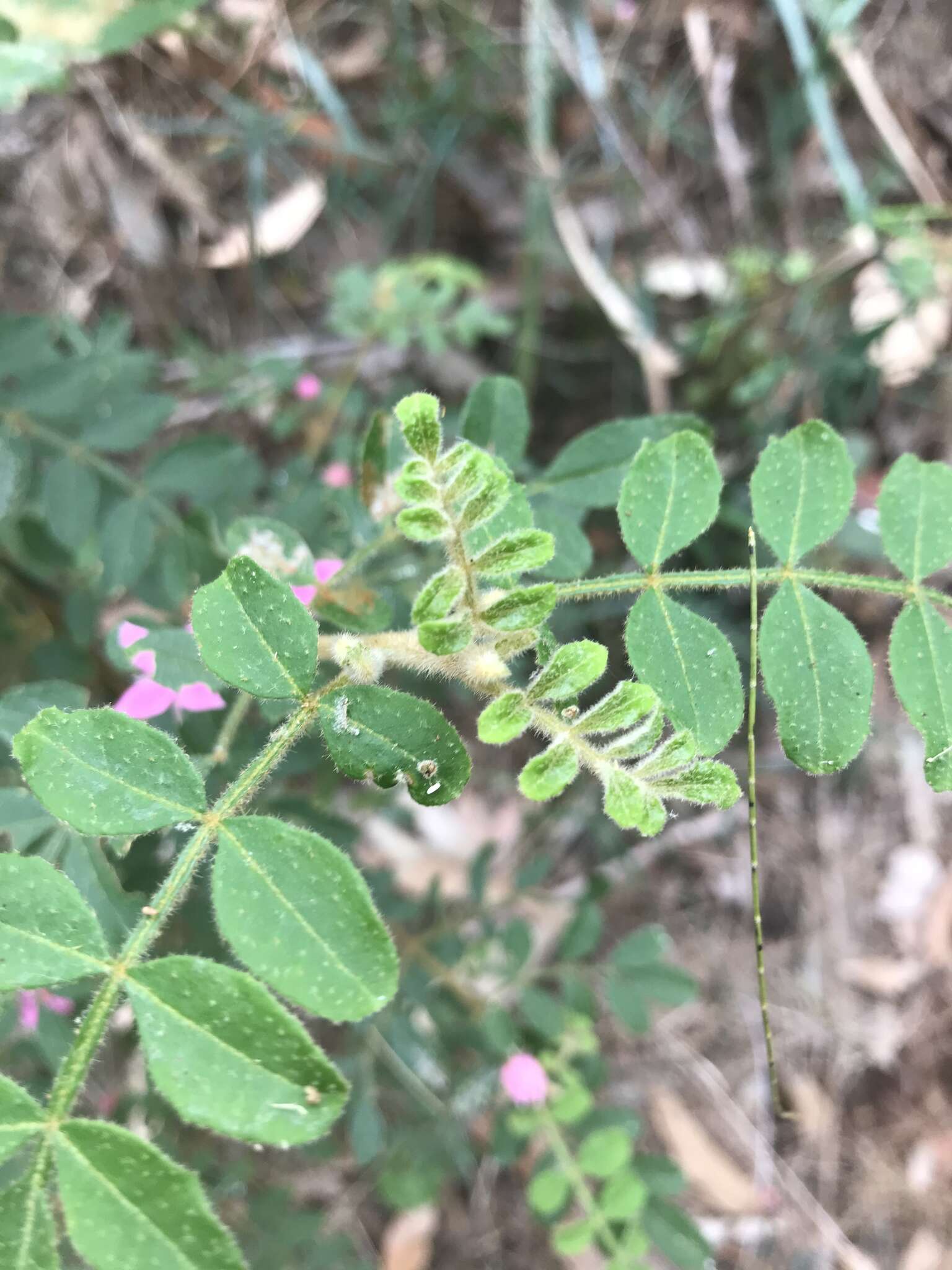 Image of Soft Boronia