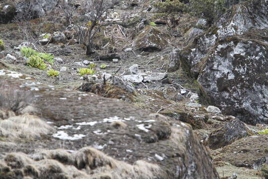 Image of Tibetan Blackbird