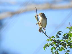 Image of Tawny-flanked Prinia