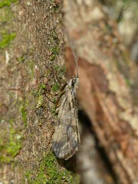 Trichostegia resmi