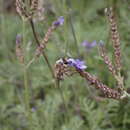 Eucera gracilipes Pérez 1895的圖片