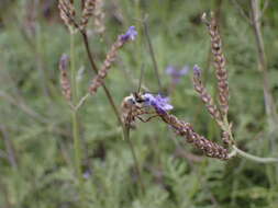 Image of Eucera gracilipes Pérez 1895