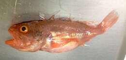 Image of deep-sea bristly scorpionfishes