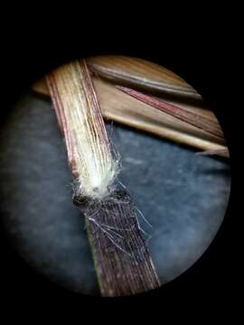 Panicum filiramum Ashe的圖片