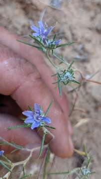 Imagem de Eriastrum eremicum subsp. zionis (T. T. Craig) S. J. De Groot