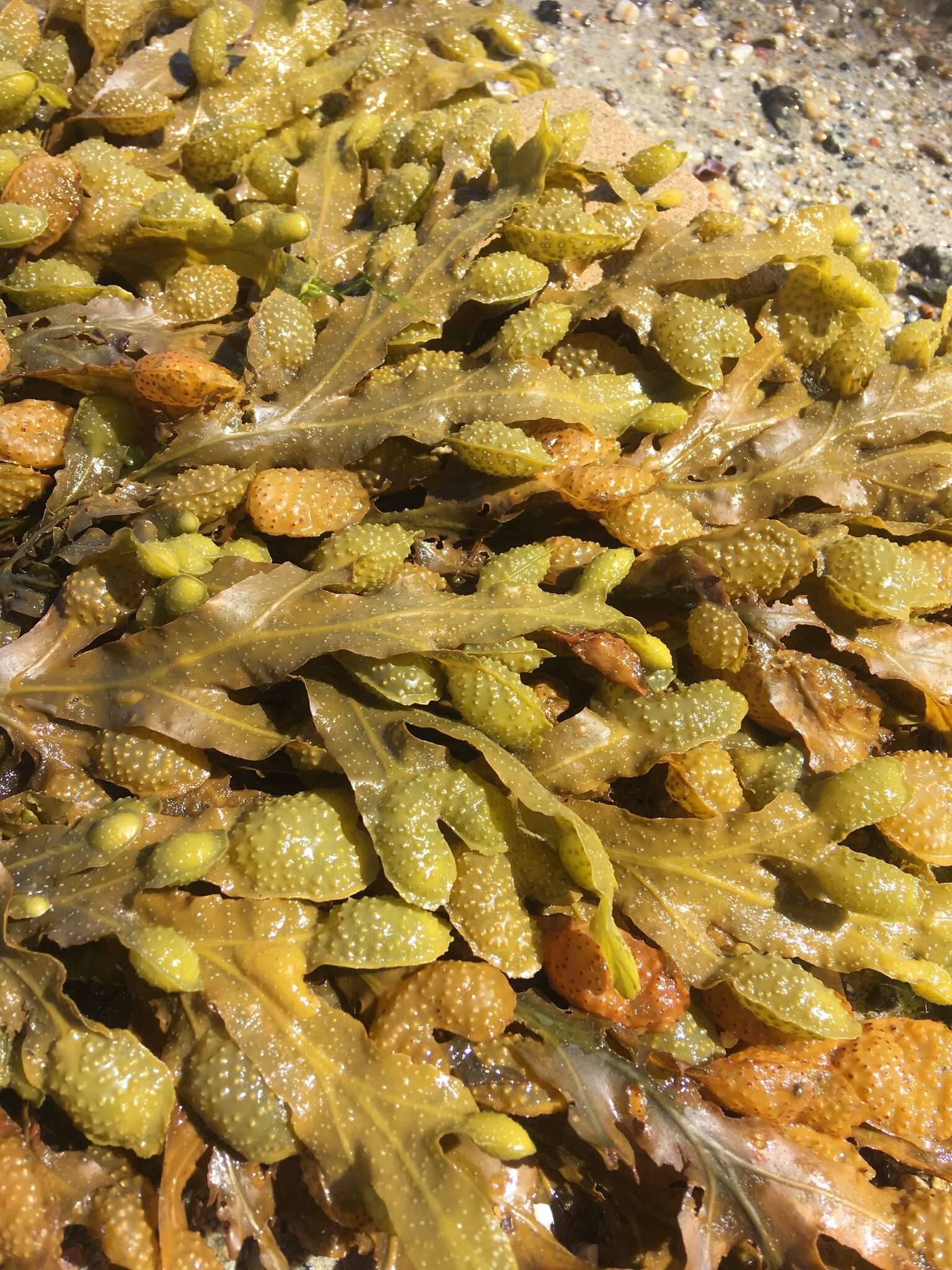 Image of Spiral or Spiralled Wrack