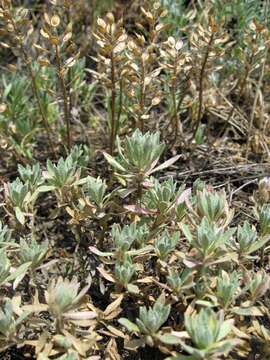 Sivun Alyssum lenense Adams kuva