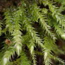 Image of cold brachythecium moss
