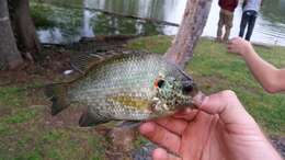 Image of Redear Sunfish