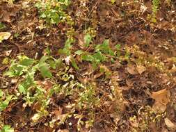 Image of Solidago speciosa subsp. speciosa