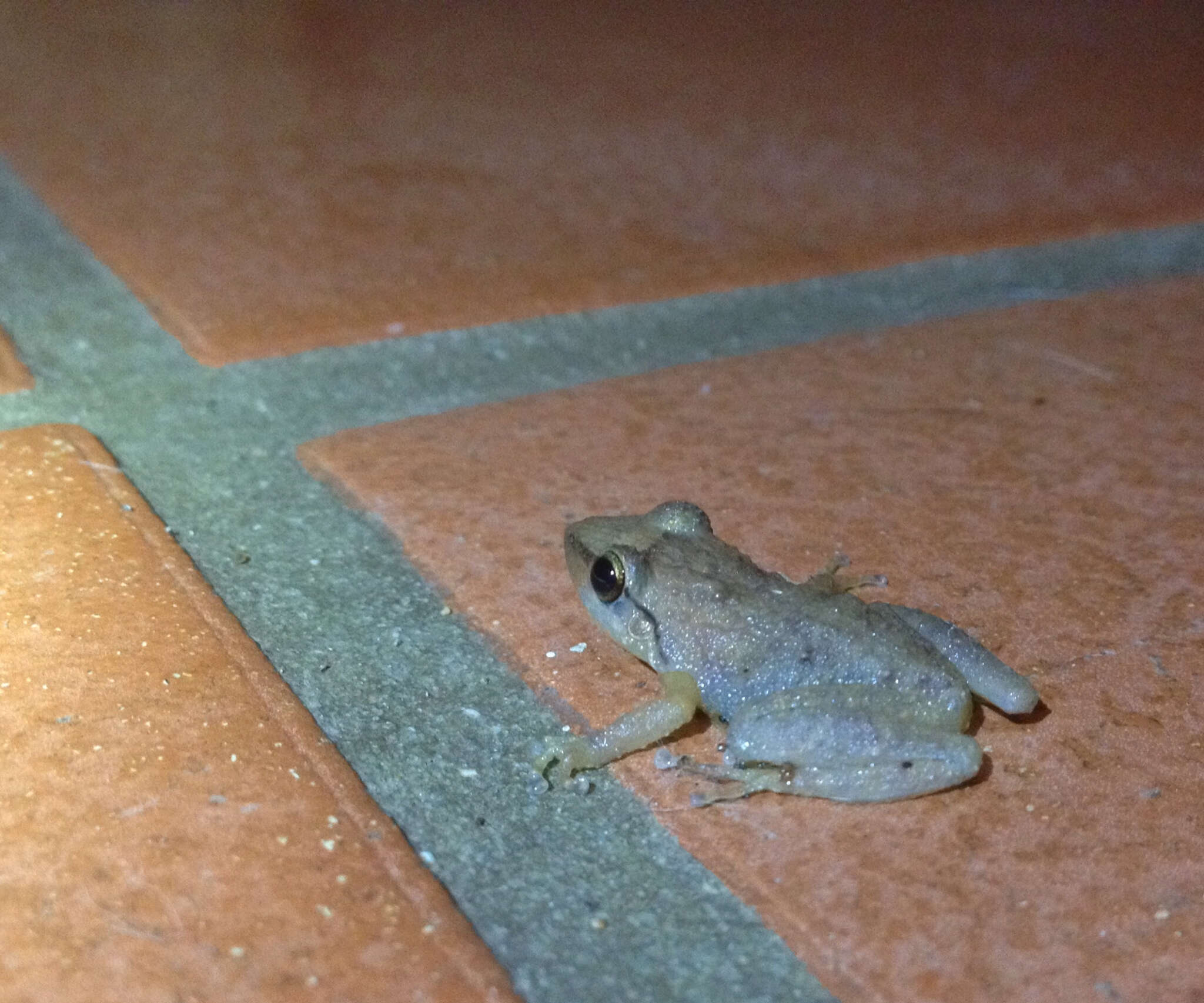 Imagem de Eleutherodactylus coqui Thomas 1966