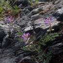 Oxytropis floribunda (Pall.) DC. resmi