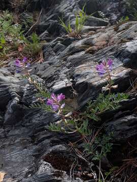 Plancia ëd Oxytropis floribunda (Pall.) DC.