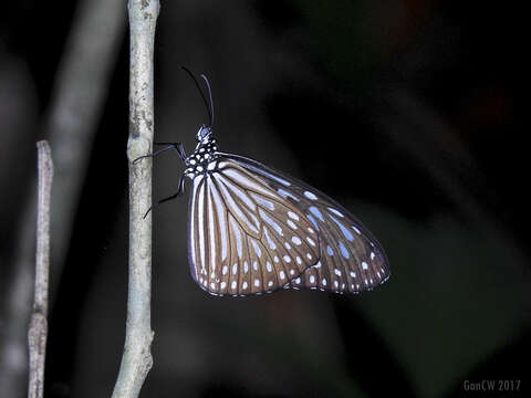 Image of Ideopsis vulgaris Butler 1874