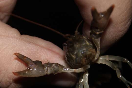 Image of Cambarus acuminatus Faxon 1884