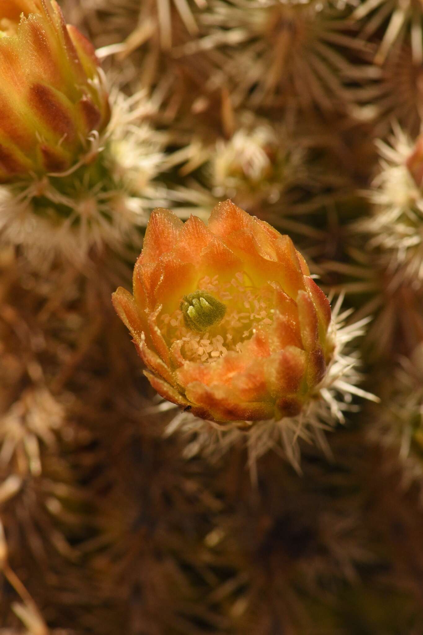 Image de Echinocereus viridiflorus subsp. correllii (L. D. Benson) W. Blum & Mich. Lange