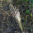 Image of multiflower false Rhodes grass