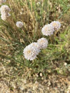 Image of Armeria arenaria (Pers.) Schult.