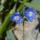 صورة Veronica kurdica subsp. filicaulis (Freyn) M. A. Fischer