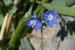 Слика од Veronica kurdica subsp. filicaulis (Freyn) M. A. Fischer