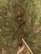 Image of Black-banded Keelback