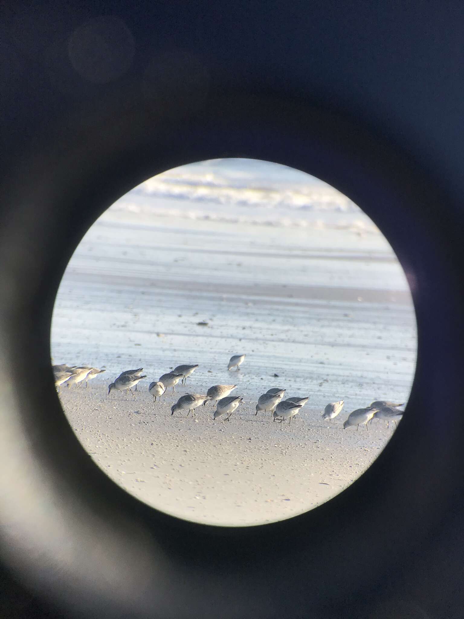 Image of Rufa Red Knot