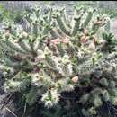 Image of Cylindropuntia imbricata subsp. rosea